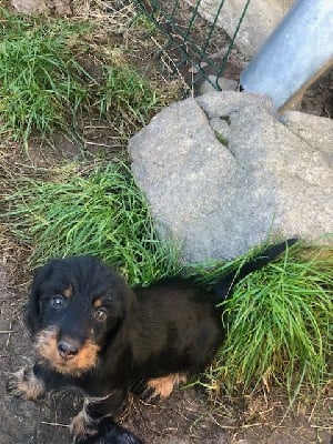 Les chiots de Teckel poil dur