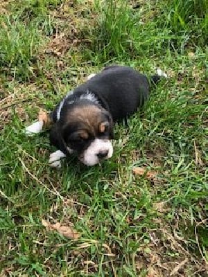 Les chiots de Beagle