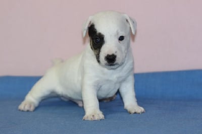 Les chiots de Jack Russell Terrier