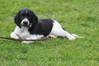 Les chiots de English Springer Spaniel