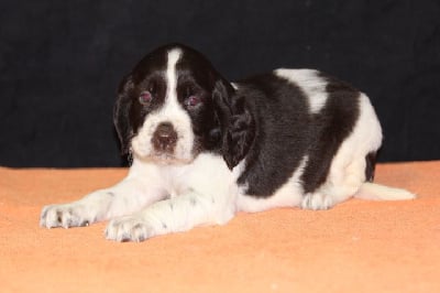 Les chiots de English Springer Spaniel