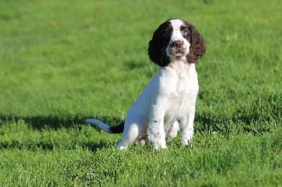 Les chiots de English Springer Spaniel