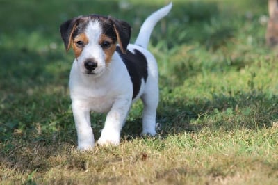 Les chiots de Jack Russell Terrier