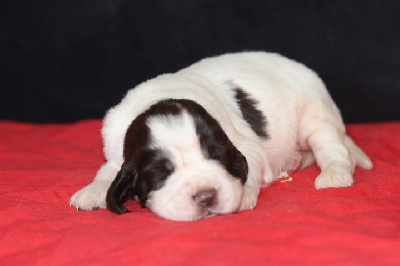 Les chiots de English Springer Spaniel