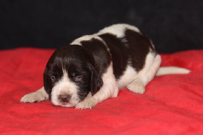 Les chiots de English Springer Spaniel