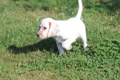 Les chiots de Setter Anglais