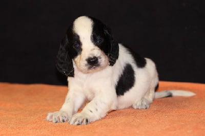 Les chiots de English Springer Spaniel