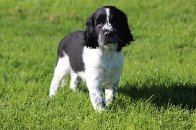 Les chiots de English Springer Spaniel