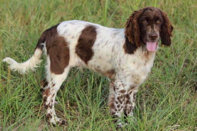 Les chiots de English Springer Spaniel