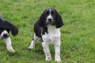 Les chiots de English Springer Spaniel