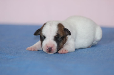 Les chiots de Jack Russell Terrier