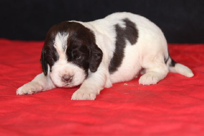 Les chiots de English Springer Spaniel