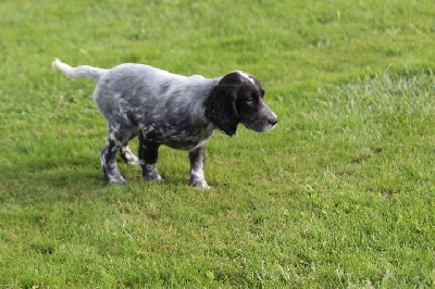 Les chiots de Setter Anglais