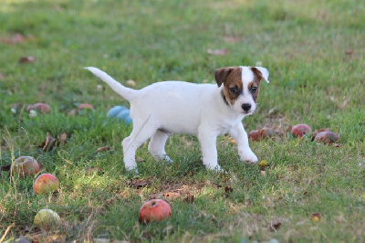 Les chiots de Jack Russell Terrier