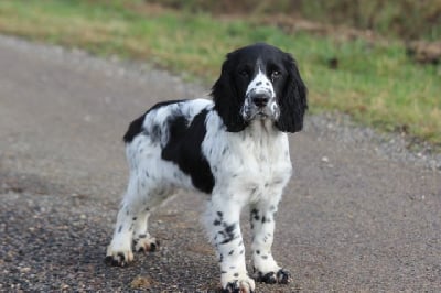 Les chiots de English Springer Spaniel