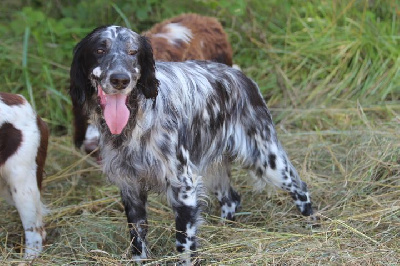 Les chiots de Setter Anglais