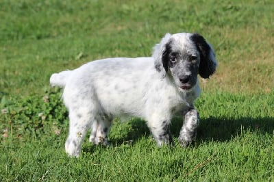 Les chiots de Setter Anglais