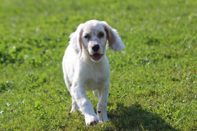 Les chiots de Setter Anglais