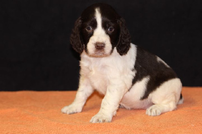 Les chiots de English Springer Spaniel