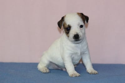 Les chiots de Jack Russell Terrier