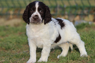 Les chiots de English Springer Spaniel