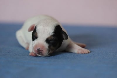 Les chiots de Jack Russell Terrier