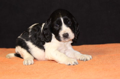 Les chiots de English Springer Spaniel