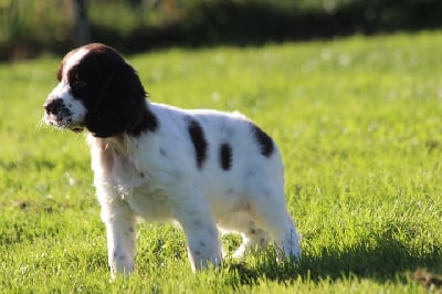 Les chiots de English Springer Spaniel