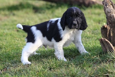 Les chiots de English Springer Spaniel