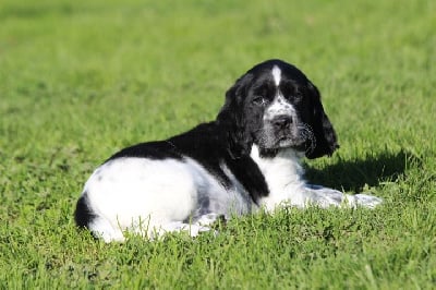 Les chiots de English Springer Spaniel