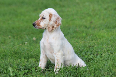 Les chiots de Setter Anglais