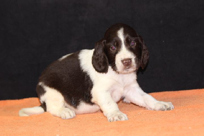 Les chiots de English Springer Spaniel