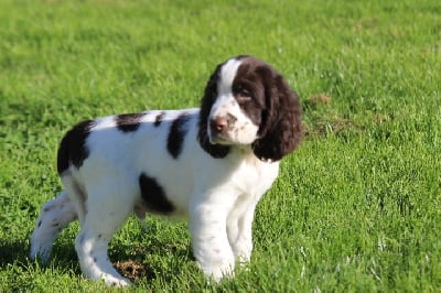 Les chiots de English Springer Spaniel