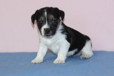 Les chiots de Jack Russell Terrier