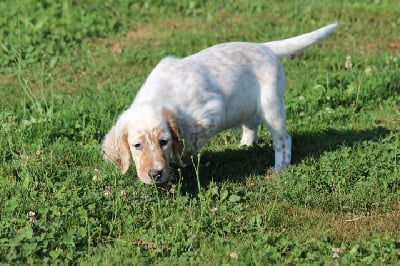 Les chiots de Setter Anglais