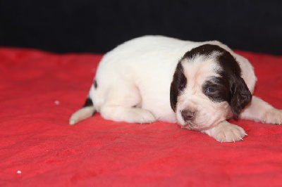 Les chiots de English Springer Spaniel