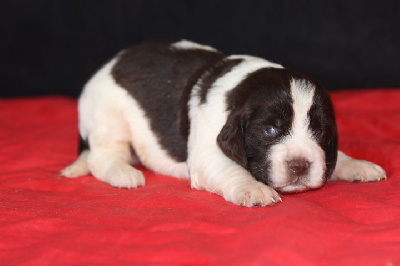 Les chiots de English Springer Spaniel