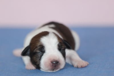 Les chiots de Jack Russell Terrier