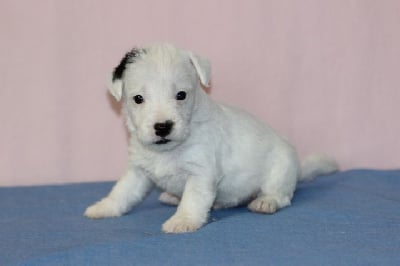 Les chiots de Jack Russell Terrier