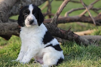 Les chiots de English Springer Spaniel