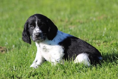 Les chiots de English Springer Spaniel