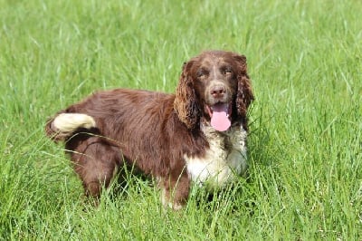 Les chiots de English Springer Spaniel