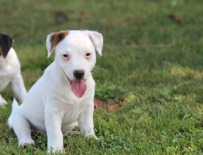 Les chiots de Jack Russell Terrier