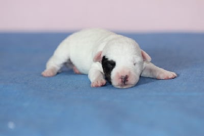 Les chiots de Jack Russell Terrier