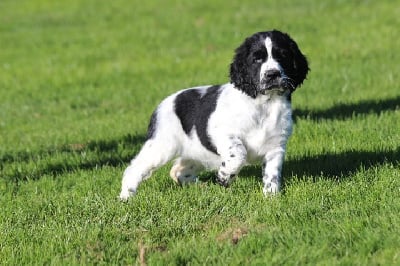 Les chiots de English Springer Spaniel