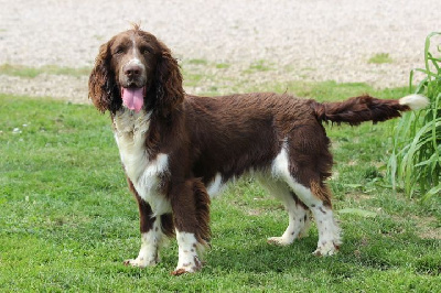 Les chiots de English Springer Spaniel