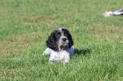 Les chiots de Setter Anglais