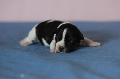 Les chiots de Jack Russell Terrier