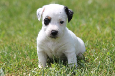 Les chiots de Jack Russell Terrier