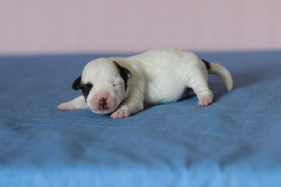 Les chiots de Jack Russell Terrier